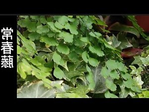 常春藤 植物 照顧